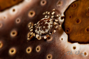 Commensal crab on sea cucumber by Julian Cohen 